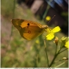 colias croceus imago1 don